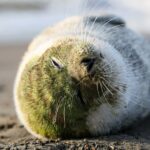 El impacto del sello ecológico en la percepción de los consumidores en el ámbito de la salud