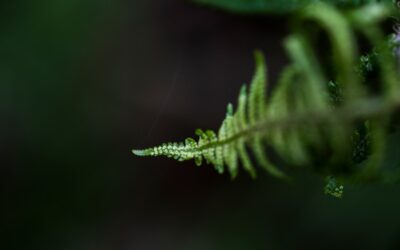 Descubre los sellos ambientales que inspiran confianza en el cuidado de la salud y bienestar