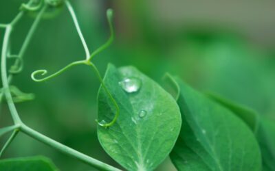 5 estrategias infalibles para destacar en Google con tu certificación ambiental