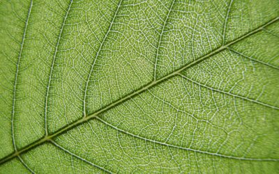 Descubre cómo el sello Rebiore puede impulsar tu negocio en el mercado verde