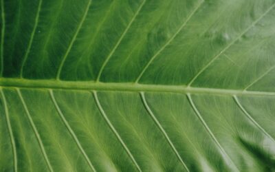 Tecnología con conciencia ambiental: obtén el sello Rebiore para tus productos