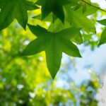 Todo lo que necesitas saber sobre el tiempo que toma obtener un sello ecológico para tu spa