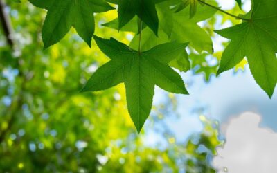 Todo lo que necesitas saber sobre el tiempo que toma obtener un sello ecológico para tu spa