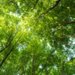 Las mejores consultoras de sostenibilidad para empresas de lujo: ¿Cuál es la adecuada para tu marca?