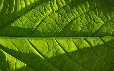 Conoce las consultoras más completas de ISO y sostenibilidad en Málaga: ¡Impulsa tu empresa hacia un futuro más sostenible!