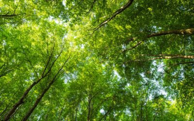 Las mejores consultoras de sostenibilidad para empresas de lujo: ¿Cuál es la adecuada para tu marca?