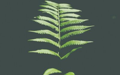 Certificaciones ecológicas: el primer paso para acceder a financiación sostenible