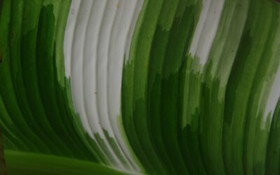 Estrategias para el éxito sostenible: Cómo combinar ISO y sellos verdes en tu negocio