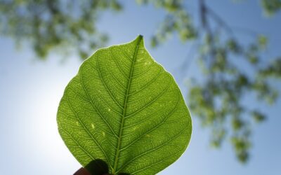 Cómo las certificaciones sostenibles pueden potenciar tu marca y atraer a los consumidores conscientes