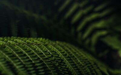 Descubre cuáles son los sellos ecológicos mejor valorados a nivel internacional