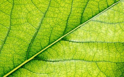 Cómo implementar un sistema de gestión ISO para promover la sostenibilidad en tu empresa